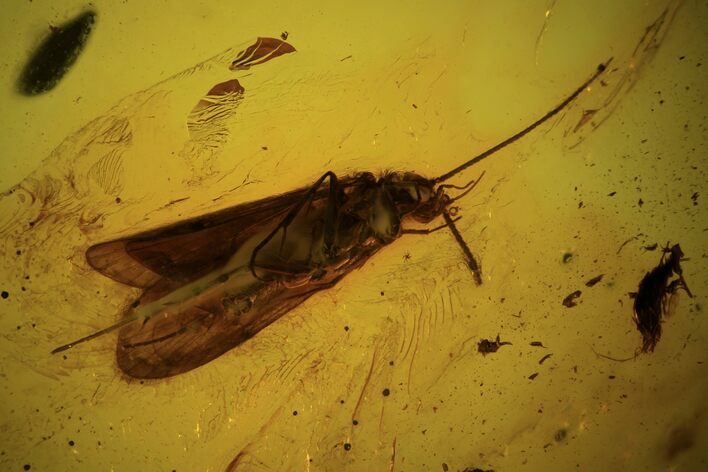 Detailed Fossil Caddisfly (Trichopterae) In Baltic Amber #105486